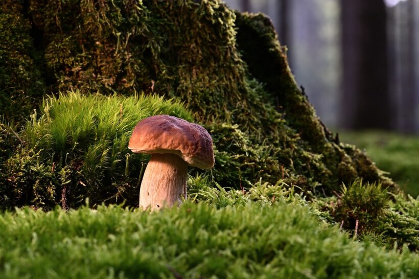 La culture des champignons en France